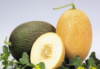 Beskrivelse af melonsorten Caramel, funktioner i dyrkning og pleje