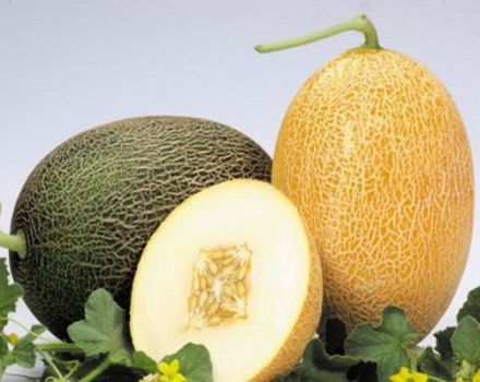Popis odrůdy melounu Caramel, vlastnosti pěstování a péče