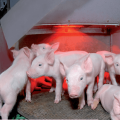 Oorzaken en symptomen van colibacillose bij varkens, behandelingsmethoden, vaccin en preventie