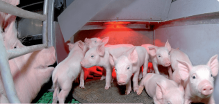 Ursachen und Symptome der Colibacillose bei Schweinen, Behandlungsmethoden, Impfstoff und Prävention