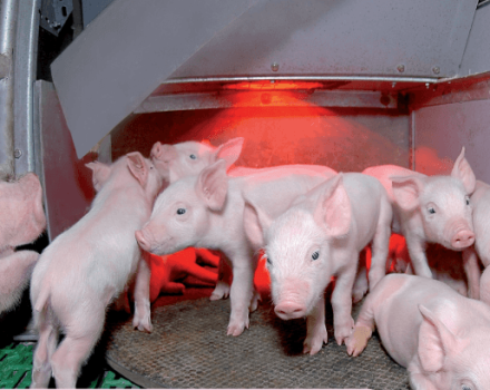 Causes and symptoms of colibacillosis in pigs, treatment methods, vaccine and prevention