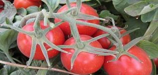 Heinz-tomaattilajikkeen ominaisuudet ja kuvaus, sen sato