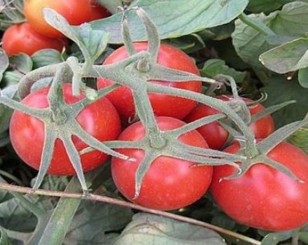 Egenskaber og beskrivelse af Heinz-tomatsorten, dens udbytte