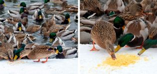 Да ли је могуће давати сеце паткама и како правилно хранити семенке сунцокрета