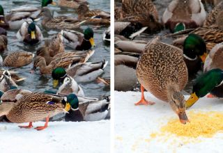 Is it possible to give seeds to ducks and how to properly feed sunflower seeds