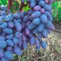 Description of grapes in Memory of Negrul and characteristics, history and cultivation