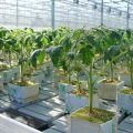 Basic rules for growing tomatoes using Dutch technology