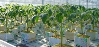 Normes bàsiques per al cultiu de tomàquets mitjançant tecnologia holandesa