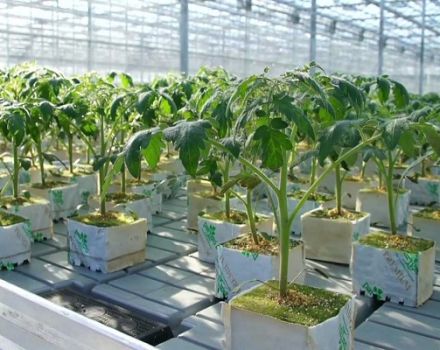 Základní pravidla pro pěstování rajčat pomocí holandské technologie
