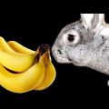 Czy banany można podawać królikom i jak to jest słuszne, korzyści i szkody wynikające z owoców