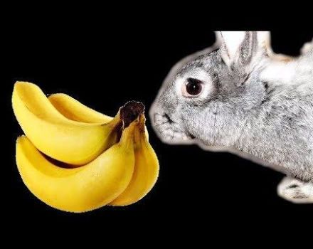 Kan bananer ges till kaniner och hur är det rätt, fruktens fördelar och skador