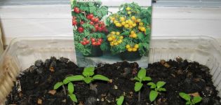 Beschrijving van het tomatenras Mikron NK, groeimethode en kenmerken