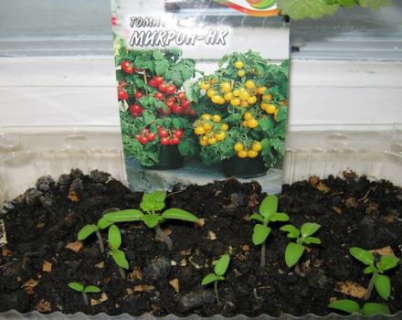Opis odmiany pomidora Mikron NK, sposób uprawy i właściwości