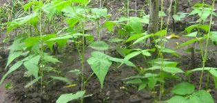 Growing and caring for asparagus beans in the open field