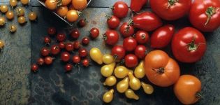 Geriausios pomidorų sėklų atvirame žemės plote veislės Rostovo srityje