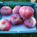 Karakteristike i opis sorte jabuka Sjećanje na Kovalenka, pro i kontra