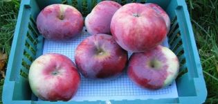 Egenskaber og beskrivelse af mangfoldigheden af ​​æbletræer Hukommelse af Kovalenko, fordele og ulemper
