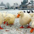 Opis i karakteristike patki Eilsbury, pravila uzgoja