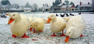 Eilsbury ördeklerinin tanımı ve özellikleri, üreme kuralları