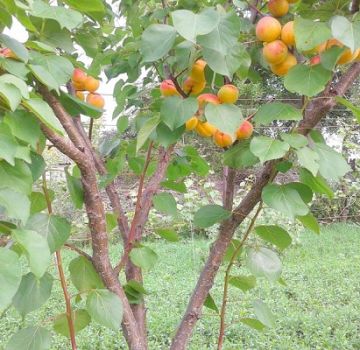 Description de la variété d'abricot du New Jersey, caractéristiques de rendement et pourquoi l'ovaire tombe