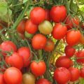 Descrizione della varietà di pomodoro Fregata scarlatta f1, sue caratteristiche e produttività