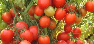 Opis odrody paradajok Scarlet fregata f1, jej vlastnosti a výnos