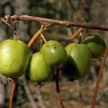 Descriere și soiuri de soiuri de actinidia Arguta, plantare și îngrijire