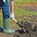 Cum să faci o grădină pentru castraveți în câmp deschis cu propriile mâini
