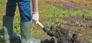 Hvordan man laver en have til agurker i det åbne felt med egne hænder