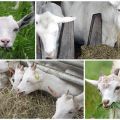 Čím lépe krmit kozu doma, aby bylo více mléka
