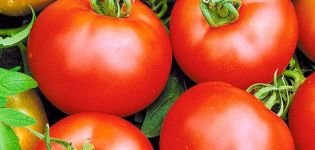 Kuvaus tomaatti Voskhod -lajikkeesta, sen ominaisuudet ja viljely