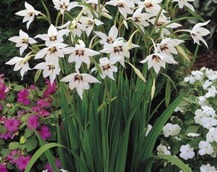Beskrivelser og sorter af duftende gladiolus eller syremidler, plante- og plejebestemmelser