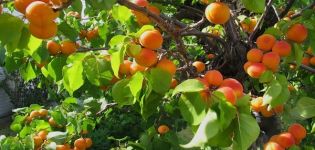 Abrikosų veislės „Snegirek“ charakteristikos, vaisių ir auginimo taisyklių aprašymas