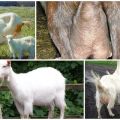 Cómo elegir la cabra adecuada y las razas populares, tabla de productividad.