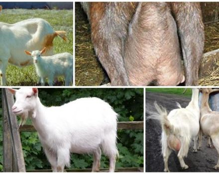 How to choose the right goat and popular breeds, productivity table