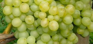 Opis i karakteristike sorte grožđa Delight i njegovih sorti, značajke sadnje i njege