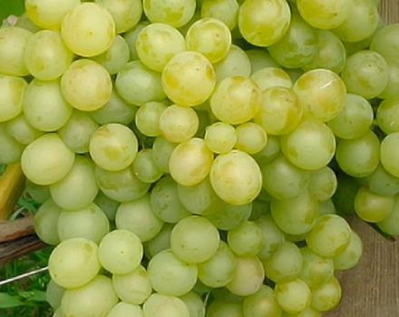 Description and characteristics of the Delight grape variety and its varieties, planting and care features