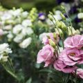 Growing and caring for eustoma in the open field, breeding methods and varieties