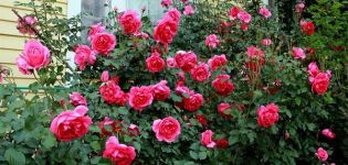 Description and characteristics of climbing roses of the Parade variety, growing rules
