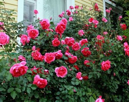 Descripció i característiques de les roses d’escalada de la varietat Parade, regles de cultiu