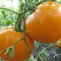 Descrizione della varietà di pomodoro Orange miracle e delle sue caratteristiche