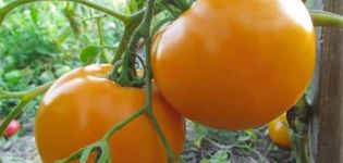 Descripción de la variedad de tomate Orange Miracle y sus características.