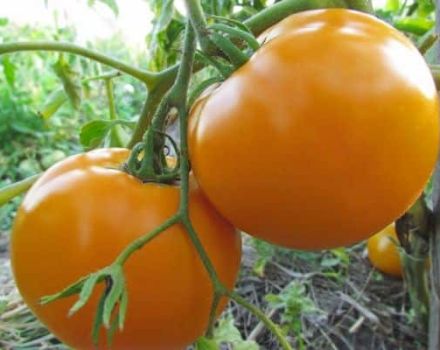 Descrizione della varietà di pomodoro Orange miracle e delle sue caratteristiche