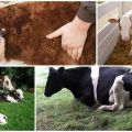 Sintomi della criptosporidiosi nei vitelli, vie di infezione e metodi di trattamento per i bovini