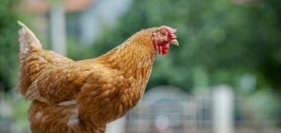 Egenskaber og beskrivelse af Foxy Chick-hønseracen, regler for opbevaring og avl
