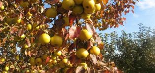 De bedste pæresorter til uralerne med en beskrivelse, underhøjden af ​​voksning og pleje