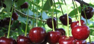 Description of frost-resistant, productive and low-growing self-fertile varieties of cherries