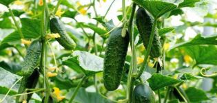 Description of the Ant cucumber variety, its characteristics and yield