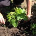 Hoe u druiven in de zomer in de lente of herfst het beste kunt verplanten naar een nieuwe plek