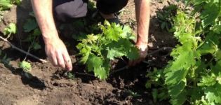 Was ist der beste Weg, um Trauben im Sommer, Frühling oder Herbst an einen neuen Ort zu verpflanzen